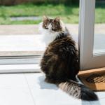 Pet Care Products